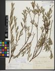 Foto von Salix repens subsp. incubacea (L.) A. Neumann
